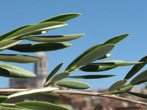 Olivera jove a Girona