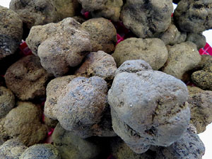 Presentació de les XI Jornades gastronòmiques de la tòfona 2017 a l'Aula Gastronòmica del Mercat del Lleó