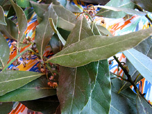 Espriu al Mercat del Lle&oacute; de Girona
