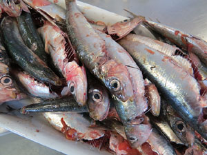 Mercat del Lleó. Sessió de cuina a l'Aula Gastronòmica a càrrec del xef Nir Zook