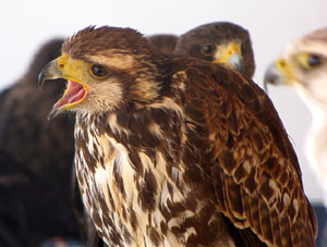 11a. Fira del Bolet i Cuina del Bolet a Llagostera