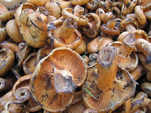 11a. Fira del Bolet i Cuina del Bolet a Llagostera