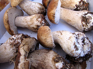 11a. Fira del Bolet i Cuina del Bolet a Llagostera