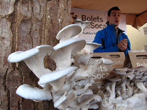 11a. Fira del Bolet i Cuina del Bolet a Llagostera