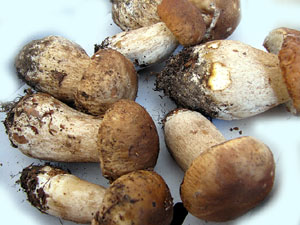 11a. Fira del Bolet i Cuina del Bolet a Llagostera