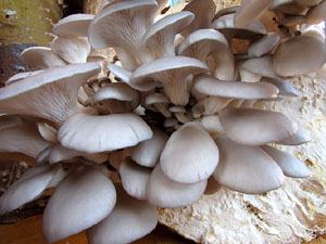 11a. Fira del Bolet i Cuina del Bolet a Llagostera