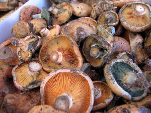 11a. Fira del Bolet i Cuina del Bolet a Llagostera