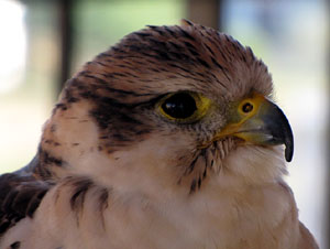 11a. Fira del Bolet i Cuina del Bolet a Llagostera