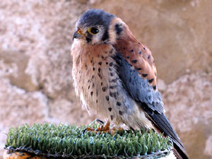 11a. Fira del Bolet i Cuina del Bolet a Llagostera