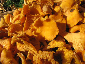 11a. Fira del Bolet i Cuina del Bolet a Llagostera