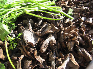 11a. Fira del Bolet i Cuina del Bolet a Llagostera