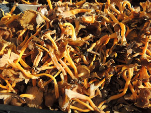 11a. Fira del Bolet i Cuina del Bolet a Llagostera