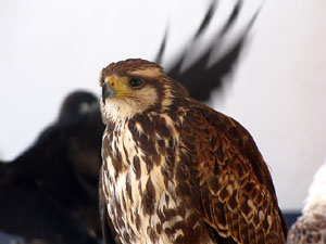 11a. Fira del Bolet i Cuina del Bolet a Llagostera