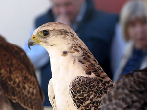 11a. Fira del Bolet i Cuina del Bolet a Llagostera