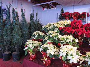 Firanadal 2012 a la plaça de la Independència
