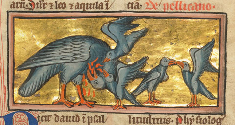 Pelic&agrave; alimentant les seves cries