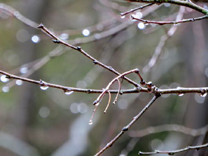 La crescuda del Galligants el dijous 23 de gener 2020 a conseqüència del temporal Gloria