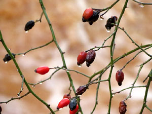 La crescuda del Galligants el dijous 23 de gener 2020 a conseqüència del temporal Gloria