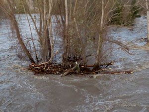 La crescuda del Ter el dijous 23 de gener 2020 a conseqüència del temporal Gloria