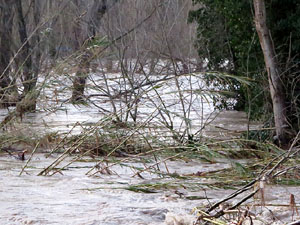 La crescuda del Ter el dijous 23 de gener 2020 a conseqüència del temporal Gloria