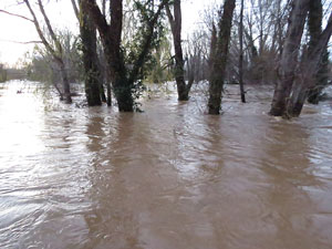 La crescuda del Ter el dijous 23 de gener 2020 a conseqüència del temporal Gloria