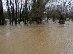 La crescuda del Ter el dijous 23 de gener 2020 a conseqüència del temporal Gloria