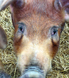 Fira del Porc FIPORC 2016. Exhibició d'animals vius