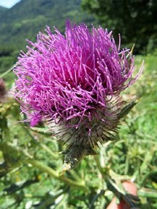 Flor de card. Sant Martí de Surroca