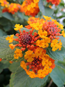 Primavera al passeig de Portbou