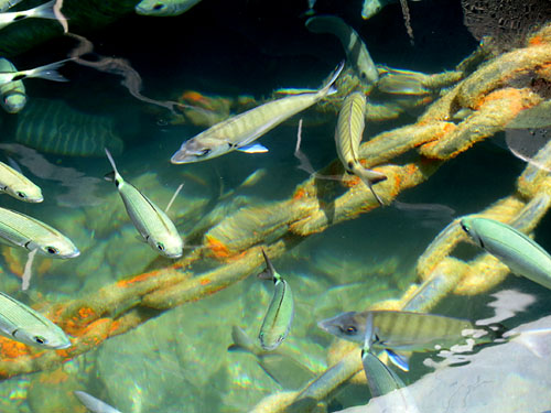 Fons del port de Portbou