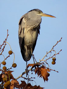 Bernat pescaire (Ardea cinerea), habitual a l'Estany de Sils