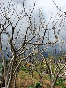 Primavera a Vallcanera