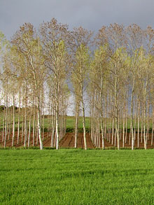 Arbreda de Vallcanera