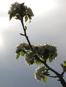 Primavera a Vallcanera