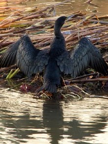 Corb marí (Phalacrocorax carbo), habitual als estanys de Sils