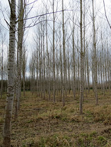 Els estanys de Sils, a l'hivern