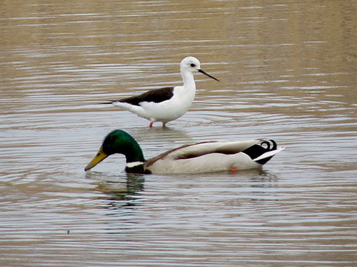 Camallarga (Himantopus himantopus) i ànec collverd (Anas platyrhynchos) mascle a l'Estany de Sils