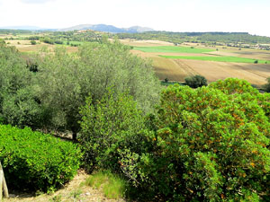 La ciutat ib&egrave;rica d'Ullastret